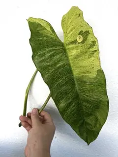 ４児ママチャン様 リクエスト 4点 まとめ商品