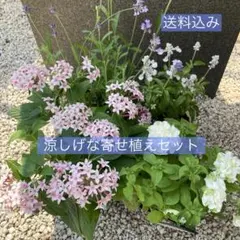 T*3様 【オークション】実生苗 ラパス交配 エケベリア 多肉植物 ➁
