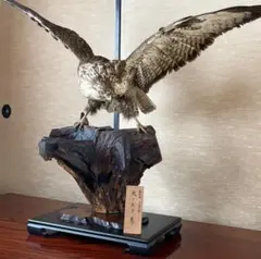 鷹 剥製 大ノスリ鷹のサムネイル