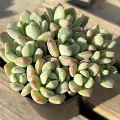 mi様 リクエスト 3点 まとめ商品