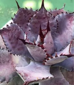 子株出品　特選株　血雨雷神✖️紫ノ君　ハイブリッド 子株出品 特選株 血雨雷神✖️紫ノ君 ハイブリッド