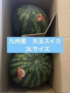 九州産 大玉スイカ 3Lサイズ 2玉入り