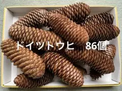 ドイツトウヒ　松ぼっくり　86個