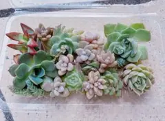 多肉植物 カット苗 寄せ植え セットH