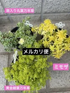 ５／6迄！ゴールデンウィークお得⭐︎セダムセット　白