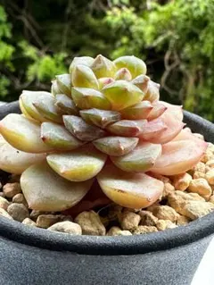 Top【選抜株】多肉植物 363714ロカ 48個 鉢無し/脱土 - メルカリ