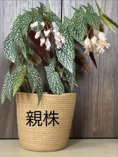 3dango様 リクエスト 3点 まとめ商品