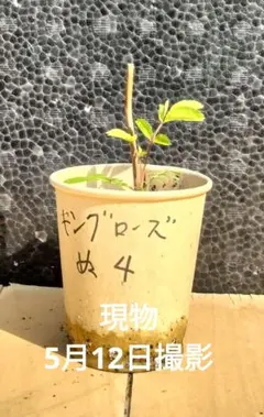 薔薇 キングローズ つるバラ 2025年分 挿し木 根付き・抜き苗 2苗