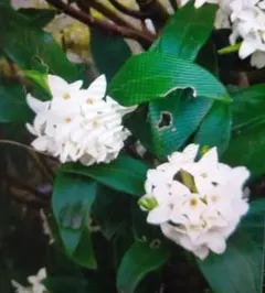 Sibainunokokoro様 リクエスト 2点 まとめ商品