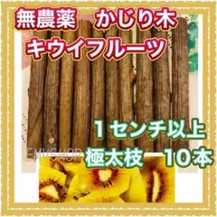 大人気！無農薬　かじり木　キウイフルーツ　　　1センチ以上　極太枝　10本