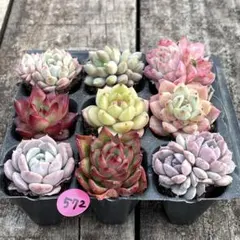 SALE❗️572多肉植物　エケベリア　抜き苗　寄せ植え　人気9種セット❣️
