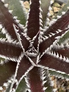 2026年最新】Dyckia arizonaの人気アイテム - メルカリ