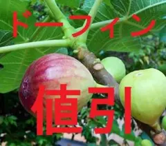 値引 イチジク ドーフィン 1株 - メルカリ