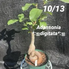 2025年最新】バオバブ 苗の人気アイテム - メルカリ