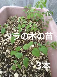 三日月様 リクエスト 2点 まとめ商品