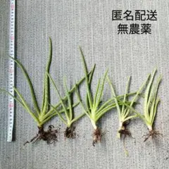 【匿名配送】アロエベラ 抜き苗 無農薬 5株 観葉植物