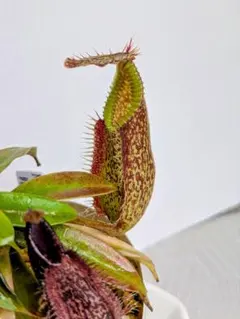 2026年最新】食虫植物 nの人気アイテム - メルカリ