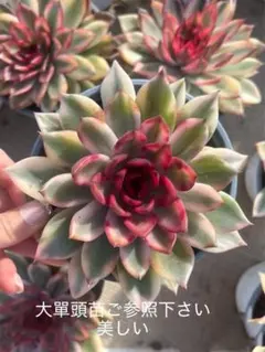 紅花ビット錦／ダウニー錦 多肉植物 エケベリア 美斑入り 新種 抜き苗