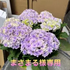 ☆ハイドランジア☆アジサイ☆寿 ブルー☆5号鉢☆希少☆ - メルカリ