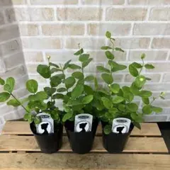 BUNBUN様専用 グレイスフルレディー ジェイド 3個 アラビアンジャスミン