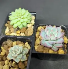 ちょこん 紫紺の矢 雪つぼみ ミックスベリア おらいさん B