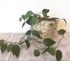 観葉植物 フィロデンドロン ミカンス ビロードカズラ