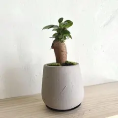 【鉢植え】ガジュマル ct かわいい おしゃれ 観葉植物 美品 限定のサムネイル