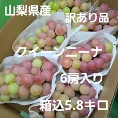 山梨県産 訳あり 家庭用 ぶどう クイーンニーナ 8房 箱込み5.8kg ⑦