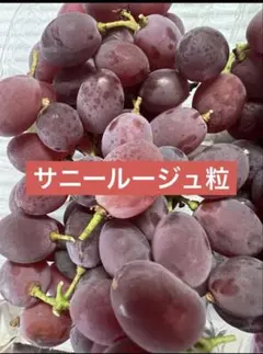 サニールージュ粒約1キロのサムネイル