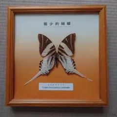 蝶の標本額 美品「世界最大蛾ヨナグニサン」、蛇頭額。希少。珍貴標本
