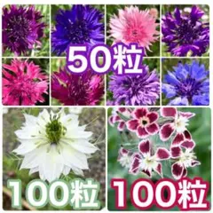 花の種　ヤグルマギク　ニゲラ（ホワイト）　シレネ・ガリカ