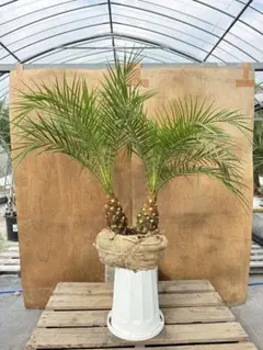 t*n様 フェニックス・ロベレニー 2本立ち 葉先80cm 希少株 み*ぁ様 フェニックス・ロベレニー 2本立ち 葉先80cm 希少株