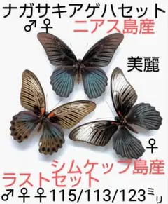 2026年最新】ナガサキアゲハ標本の人気アイテム - メルカリ