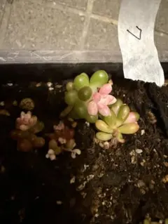 クリンのママさん様 リクエスト 2点 まとめ商品