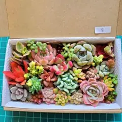 ⑧多肉植物　カット苗詰め合わせ　寄せ植えセット