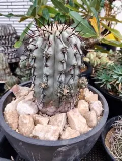 2025年最新】コピアポア 黒王丸現地球の人気アイテム - メルカリ