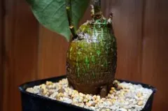 ボンバックス・エリプティクム 実生 - メルカリ