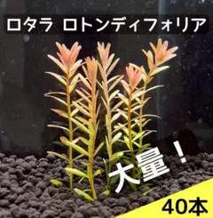 oityan様 リクエスト 2点 まとめ商品