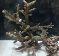 人工ライブロック　No.41. 無害化処理済 人工ライブロック No.41. 無害化処理済 人工ライブロック