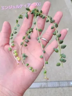 seiko様 リクエスト 2点 まとめ商品