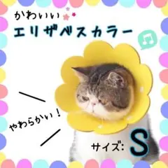 エリザベスカラー 犬用品
