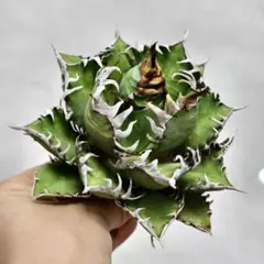 2025年最新】包心龍の人気アイテム - メルカリ