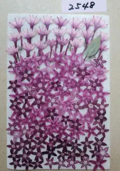 押し花素材2548ペンタス