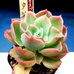 ミックスベリア パステルブロッサム 抜き苗 おらいさん苗 - メルカリ