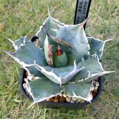 らんまる様 リクエスト 2点 まとめ商品