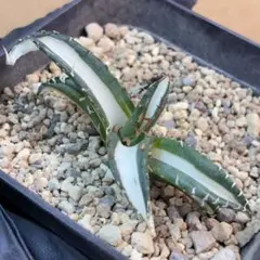 2026年最新】太陽神 アガベの人気アイテム - メルカリ