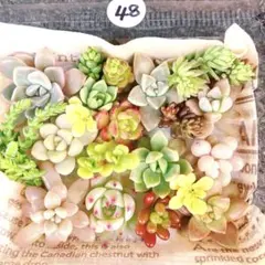 titit*様 リクエスト 2点 まとめ商品