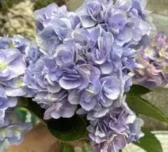 D無農薬 かわいいお庭♡紫陽花 八重咲き♡発根♡アンティーク好き