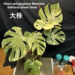 MONSTERA DEVIL MONSTER モンステラ デビルモンスター 茎 - メルカリ