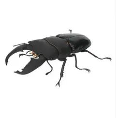 いきもの大図鑑くわがた10 スマトラオオヒラタクワガタ（内歯下がり）